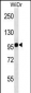 ITGB7 Antibody (C-term)